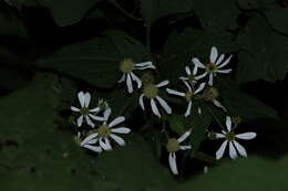 Image of Montanoa frutescens (Mairet ex DC.) Hemsl.