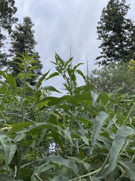 Image of Sambucus cerulea var. neomexicana