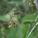 Image de Colletes andrewsi Cockerell 1906