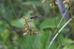 Image de Colletes andrewsi Cockerell 1906