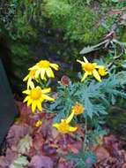 Image of oxford ragwort