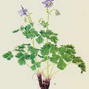 Image of Nuragica Columbine