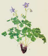 Aquilegia nuragica Arrigoni & Nardi resmi