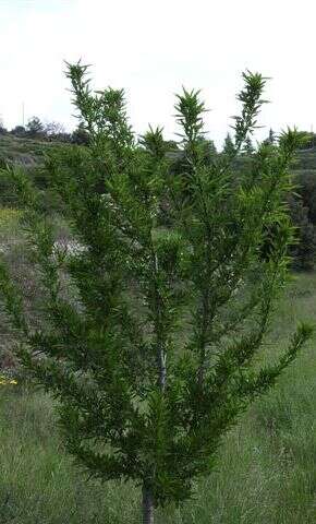 Image of flowering almond