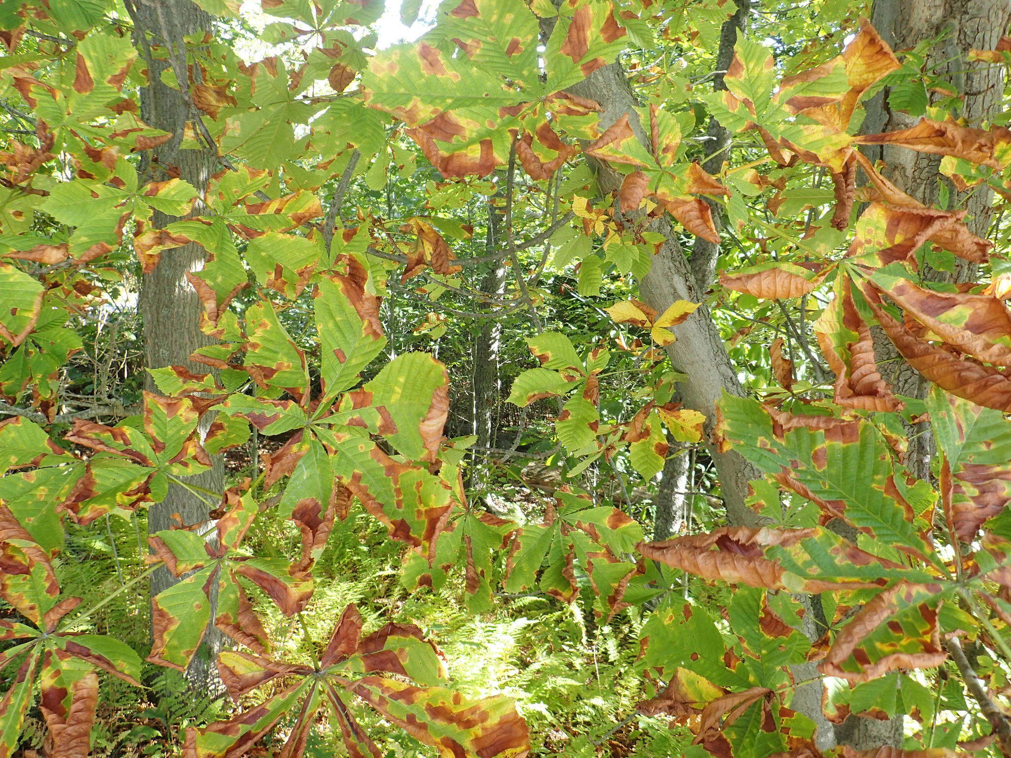 Image of European horse chestnut