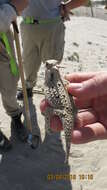 Image of Flat-tailed Horned Lizard