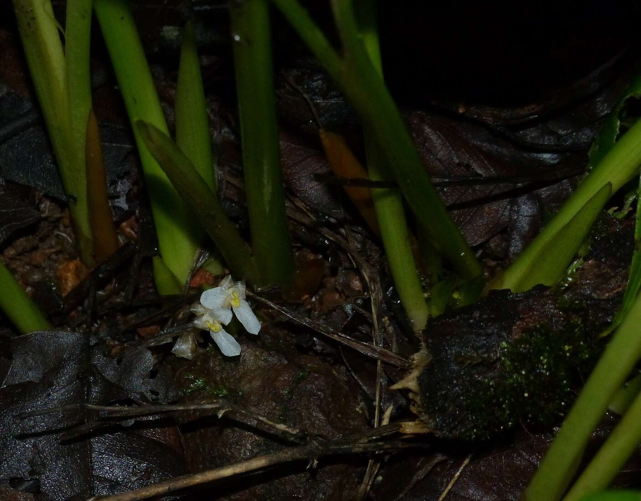 Image of Stachyphrynium spicatum (Roxb.) K. Schum.