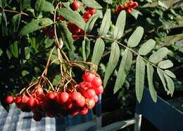 Image of rowan,  moutain ash