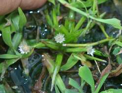 Image de Eriocaulon xeranthemum Mart.