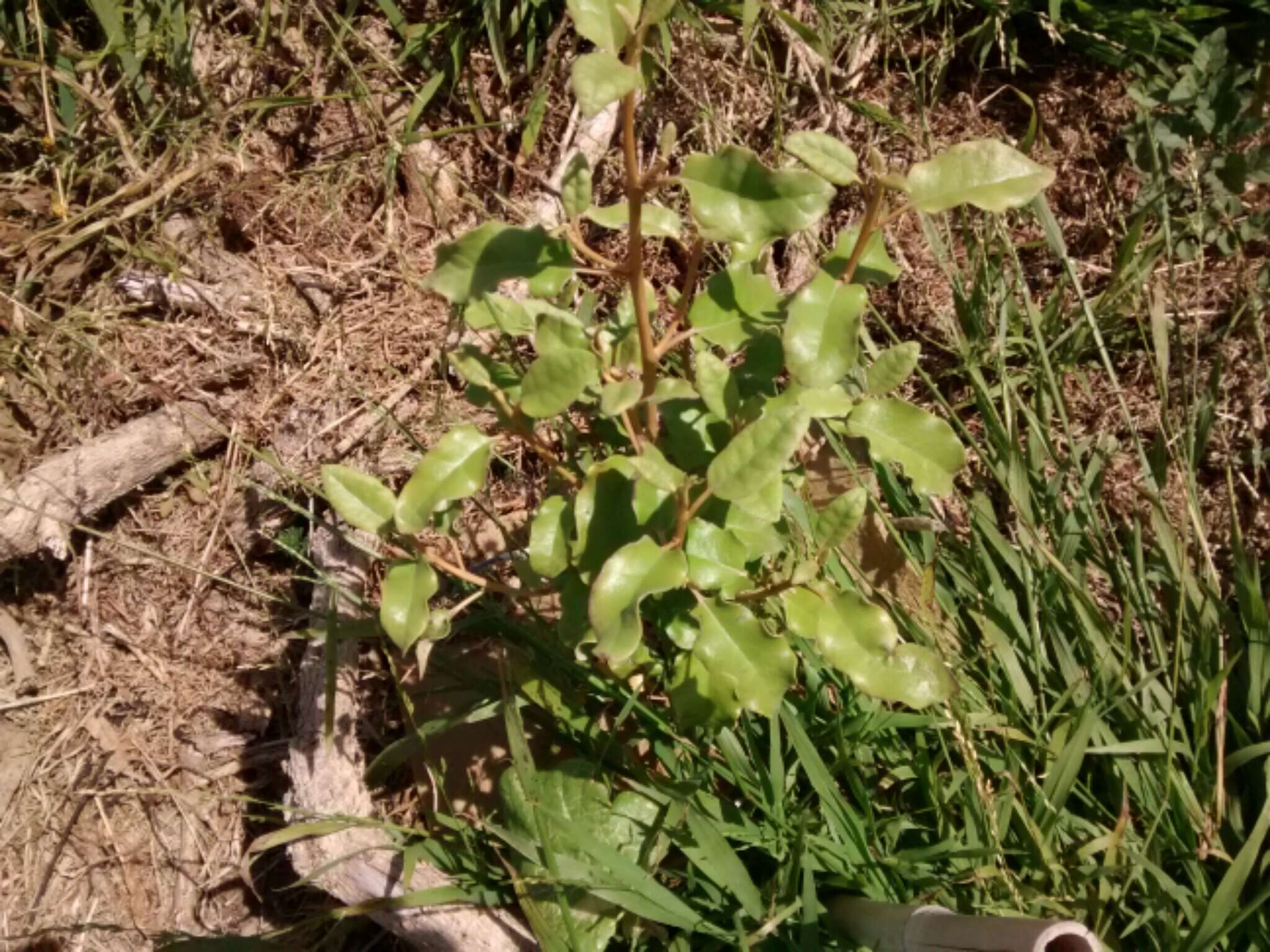 Слика од Olearia paniculata (J. R. & G. Forst.) Druce