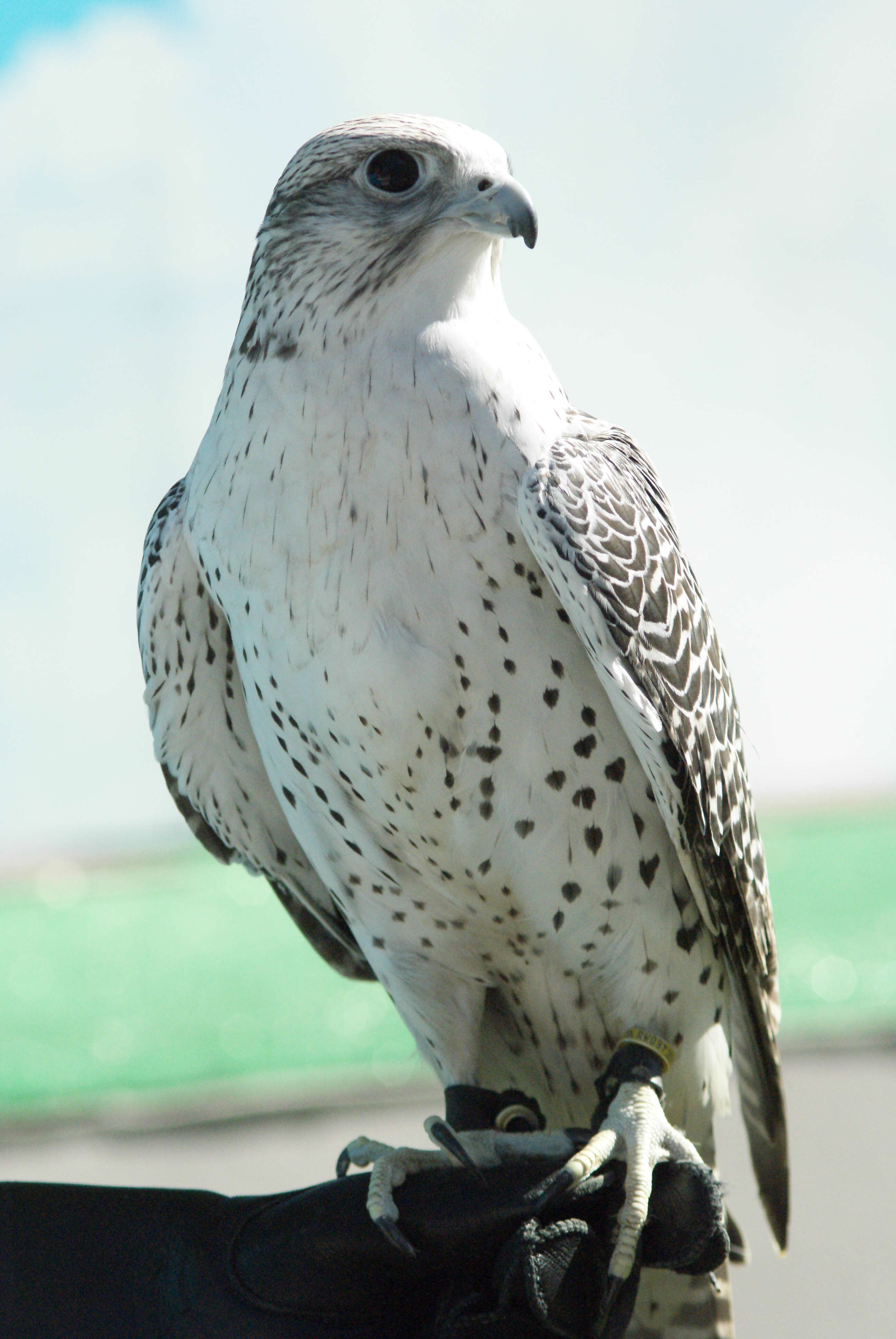 Image of Gyr Falcon