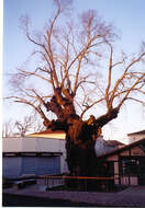 Image of Small-leaved Elm