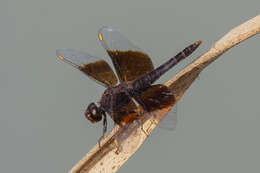 Imagem de Brachythemis fuscopalliata (Selys 1887)