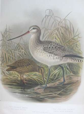 Image of Chatham Island Snipe