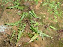 Image de Asplenium pinnatifidum Nutt.