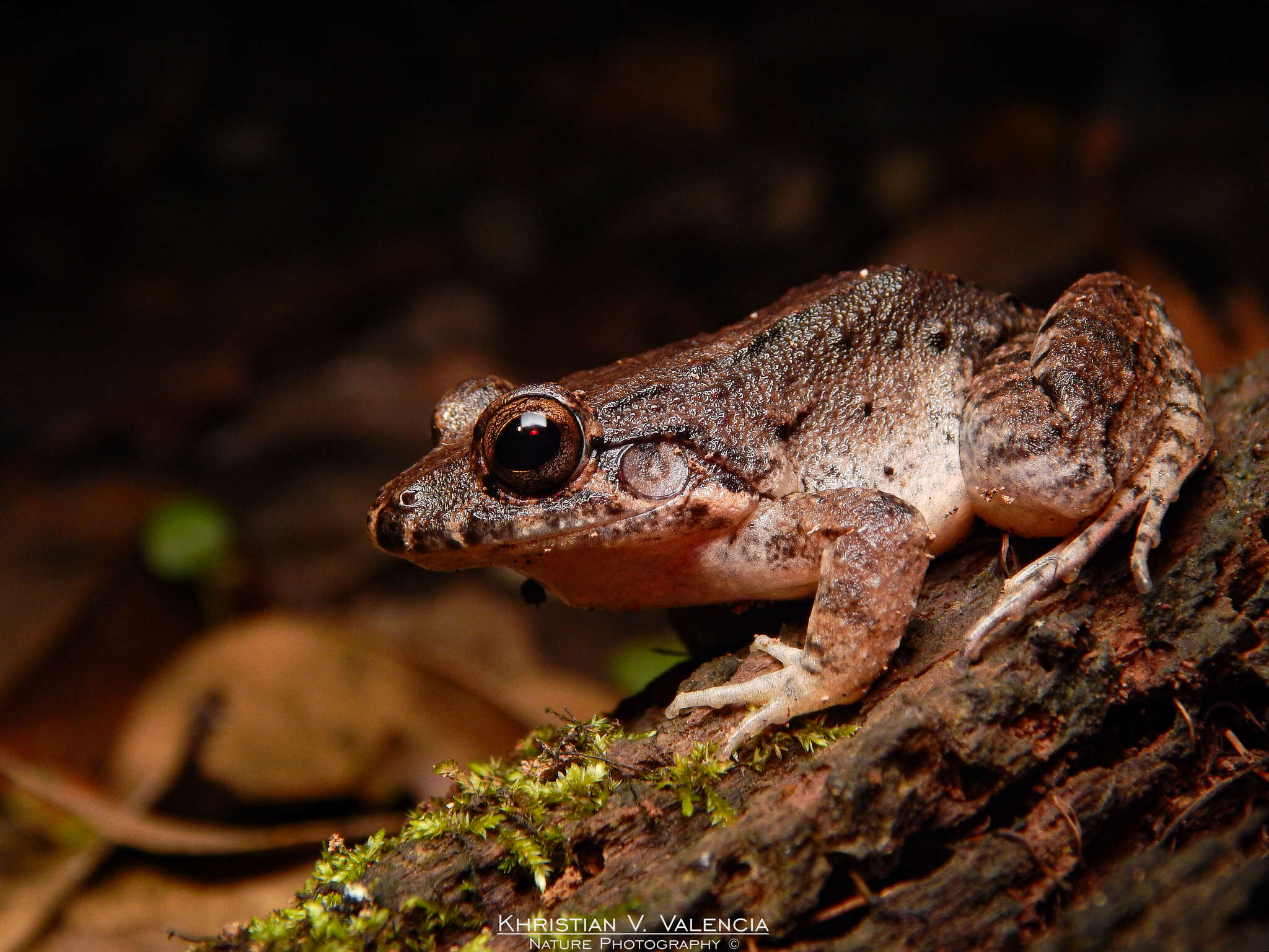 Image of Leptodactylus colombiensis Heyer 1994