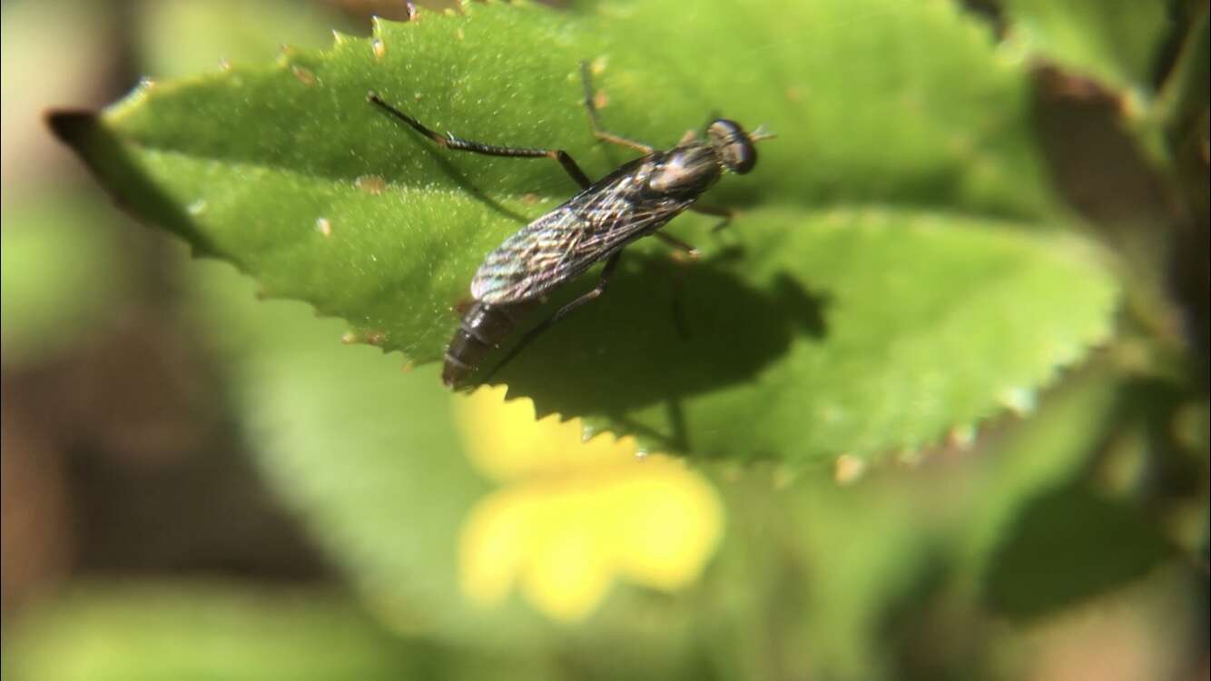 Image of Taenogerella elizabethae Winterton, Irwin & Yeates 1999