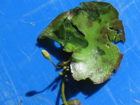 Image of Nymphoides hydrophylla (Loureiro) Kuntze