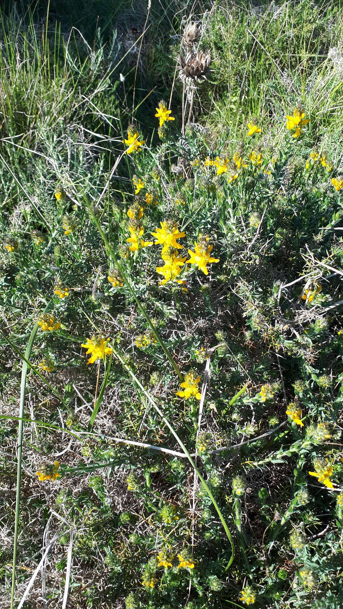 Image of Genista tournefortii Spach