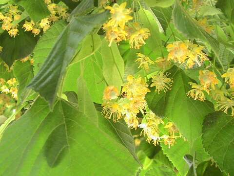 Image of Large-leaved Lime