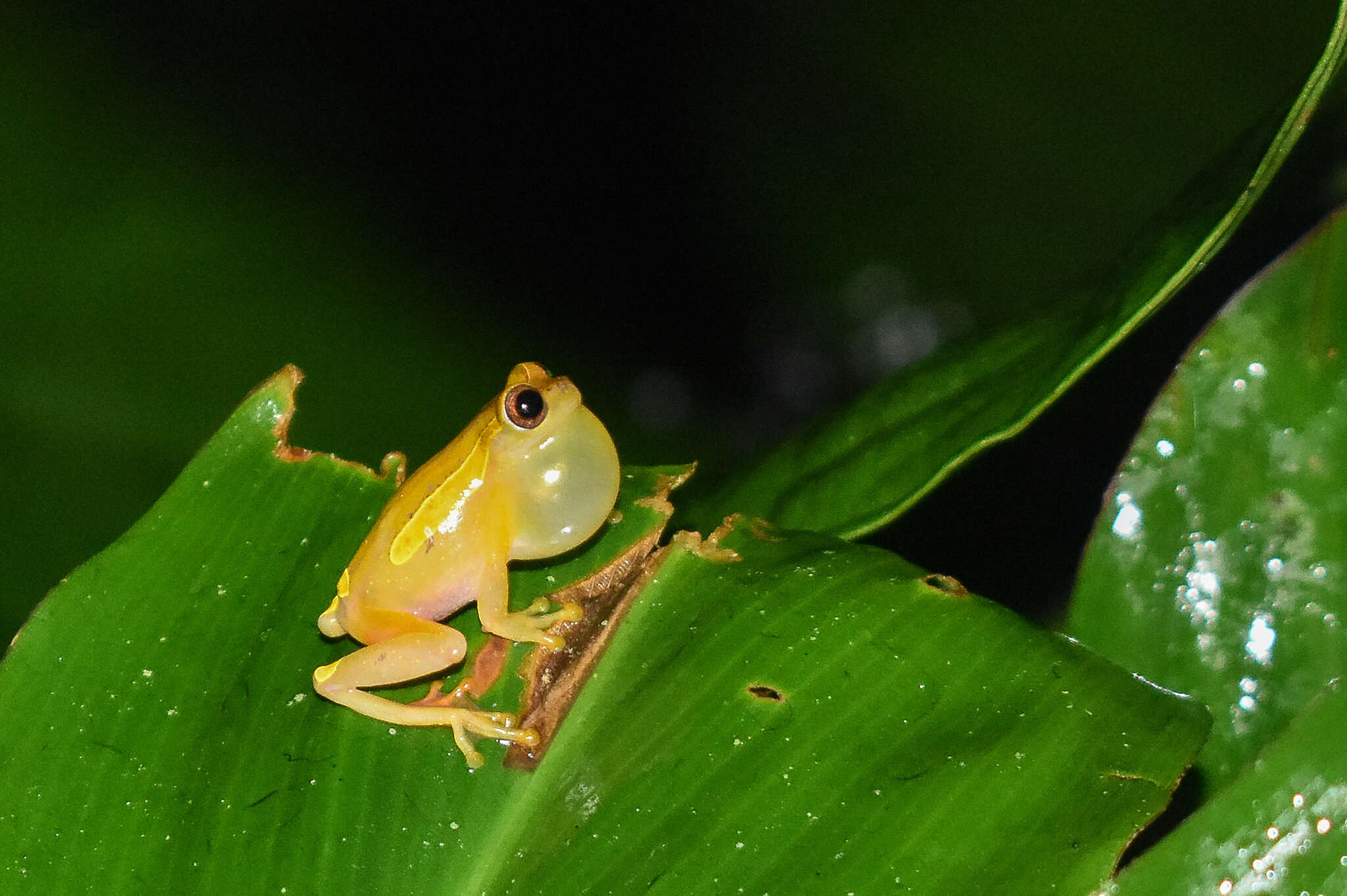 Image of Dendropsophus bifurcus (Andersson 1945)