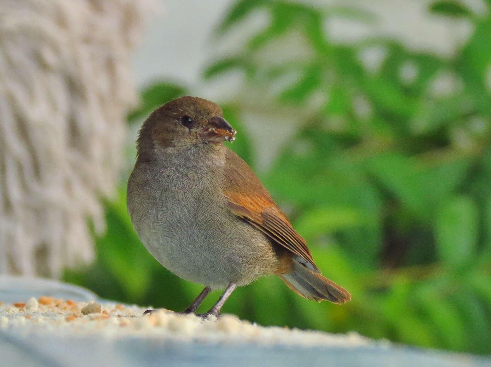 Image of Antillean bullfinches