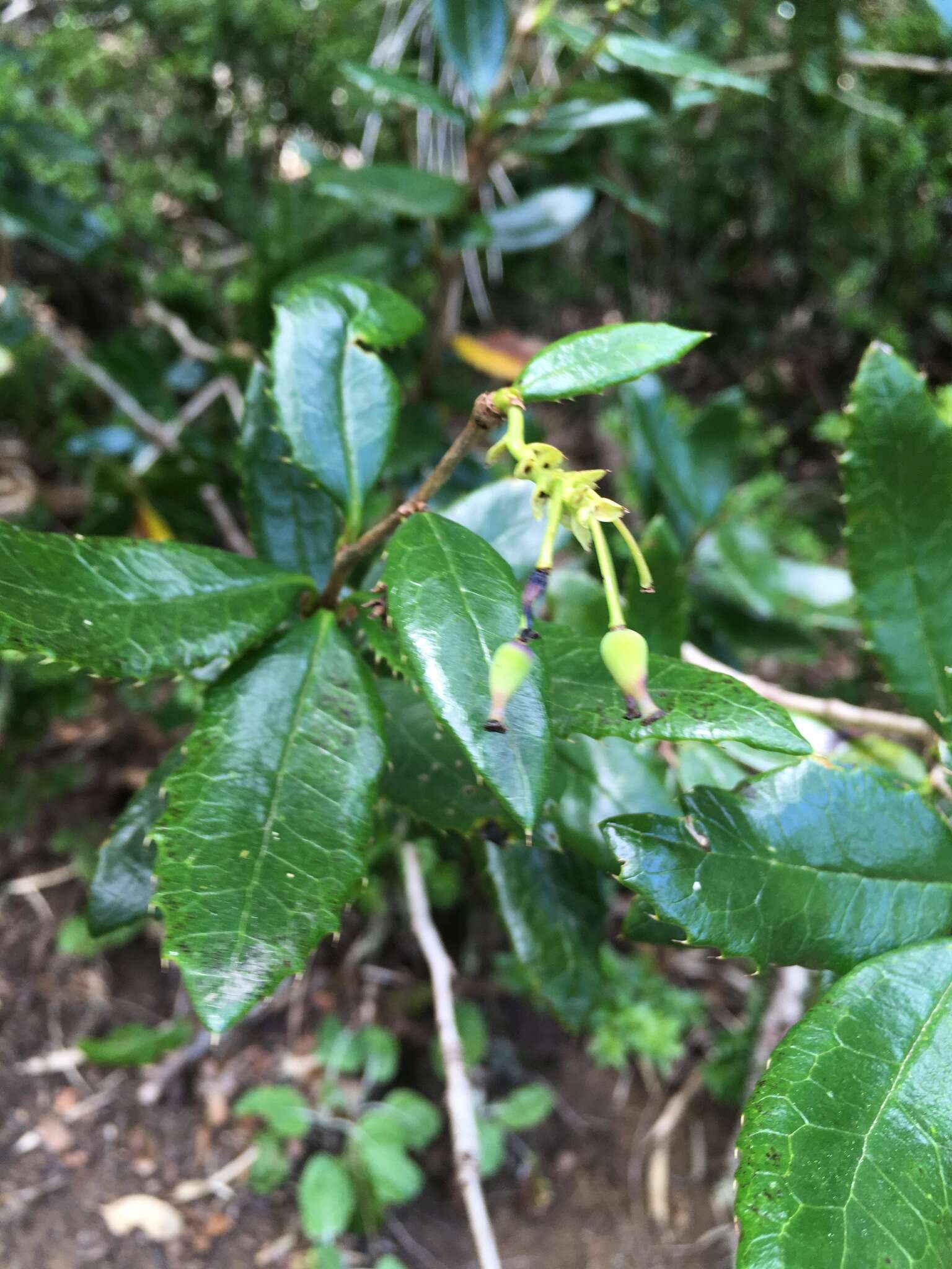 Image of Berberis pseudoilicifolia Skottsb.