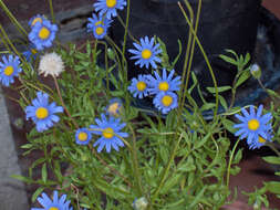 Image of blue daisy