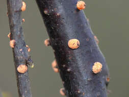 Image of Nectria cinnabarina (Tode) Fr. 1849