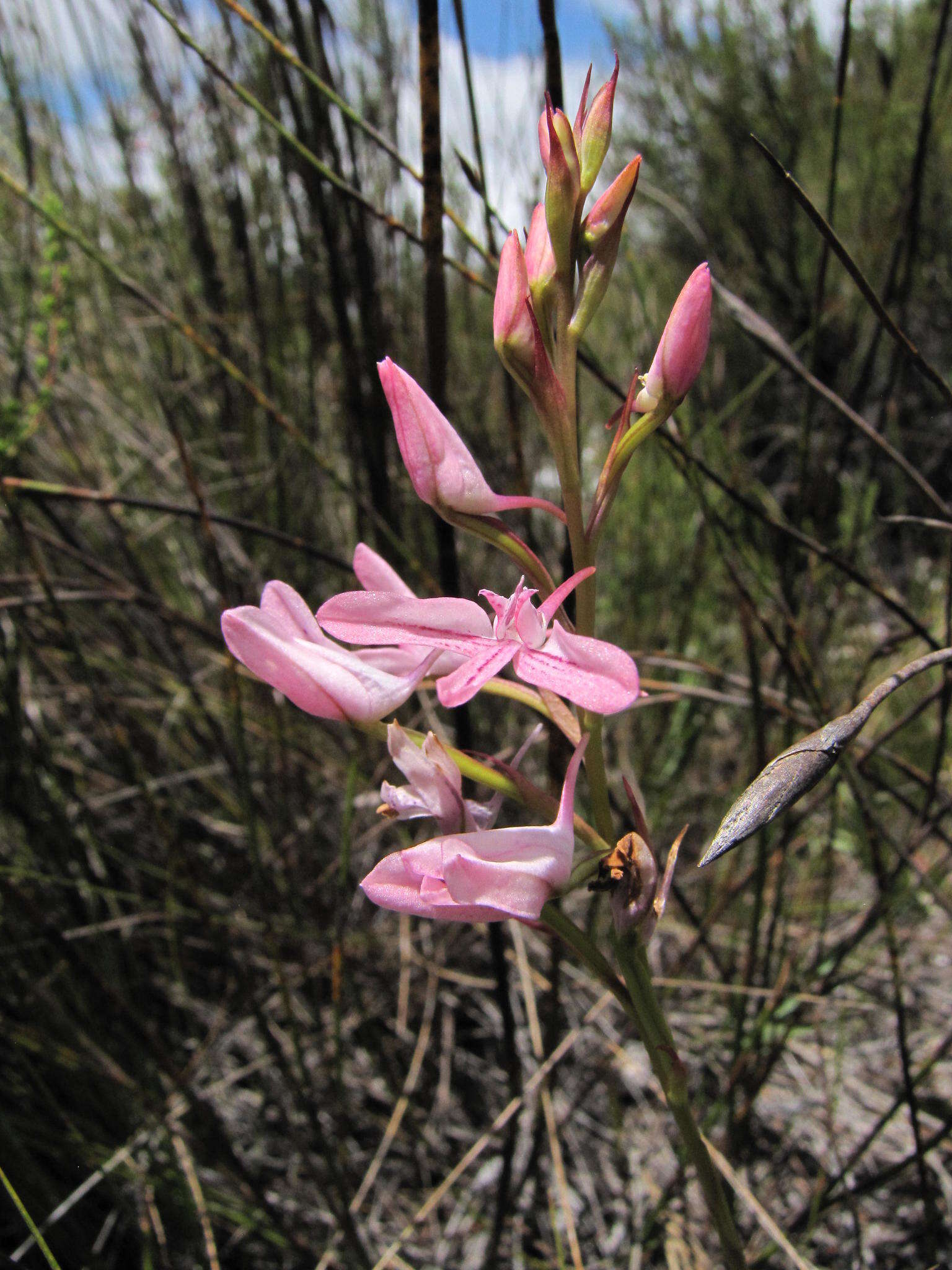 Image de Disa gladioliflora Burch. ex Lindl.