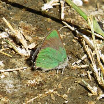 Image of Lotus Hairstreak