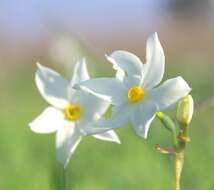 Image of cream narcissus