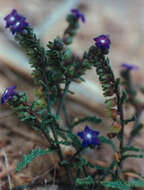 Imagem de Anchusa crispa Viv.