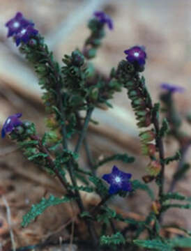 Imagem de Anchusa crispa Viv.