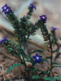 Imagem de Anchusa crispa Viv.