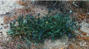 Imagem de Anchusa crispa Viv.