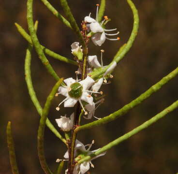 Image of Philotheca deserti (E. Pritz.) Paul G. Wilson