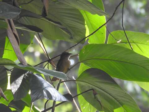 Image of Little Grey Greenbul