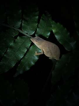 Image of Usambara Stumptail Chameleon