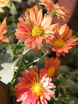 Image of florist's daisy