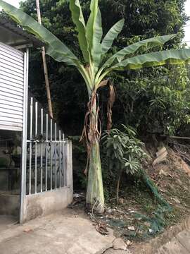 Image of Ensete glaucum (Roxb.) Cheesman