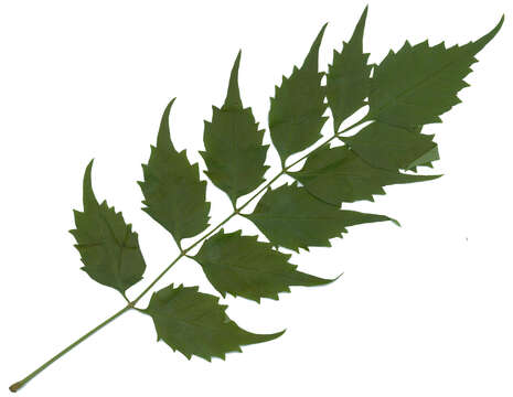 Image of trumpet creeper