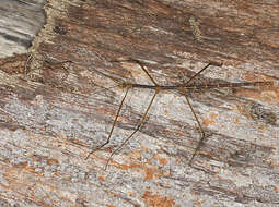 Image of Entoria ishigakiensis Shiraki 1935