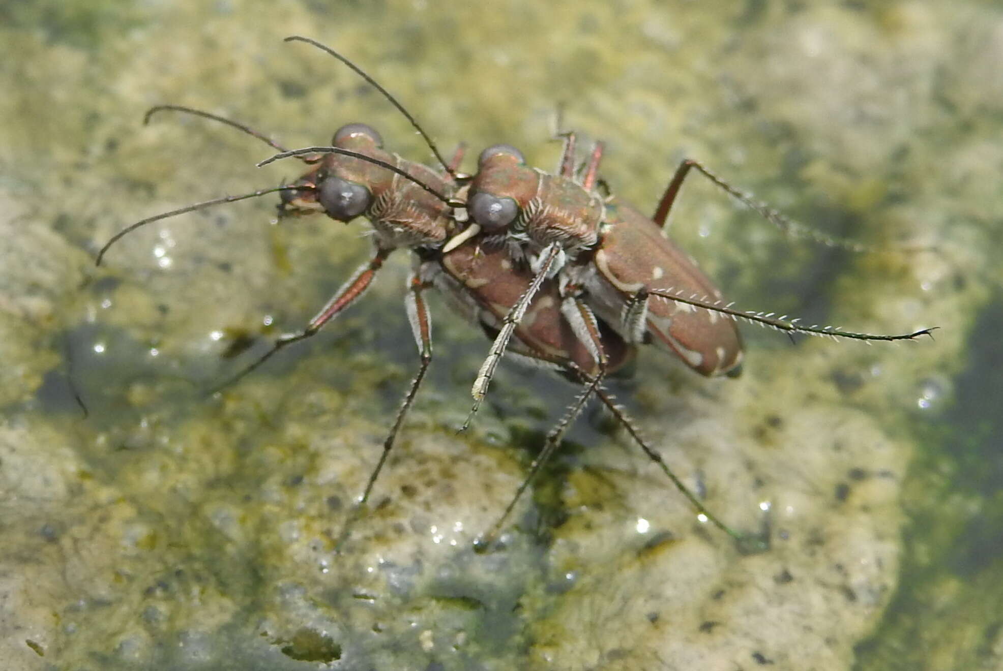 Image of Myriochila (Myriochila) melancholica (Fabricius 1798)