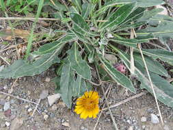 Image of Trichocline reptans (Wedd.) B. L. Rob.