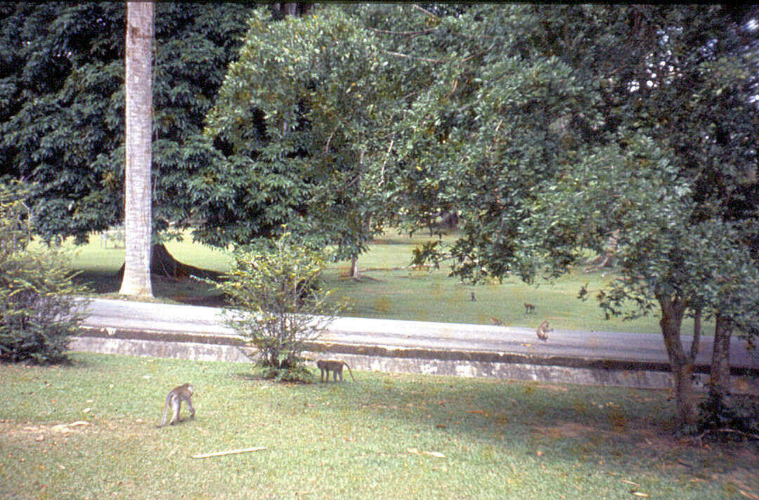 Image of Long-tailed Macaque