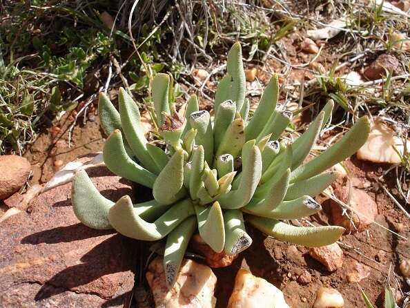 Imagem de Ebracteola wilmaniae (L. Bol.) H. F. Glen