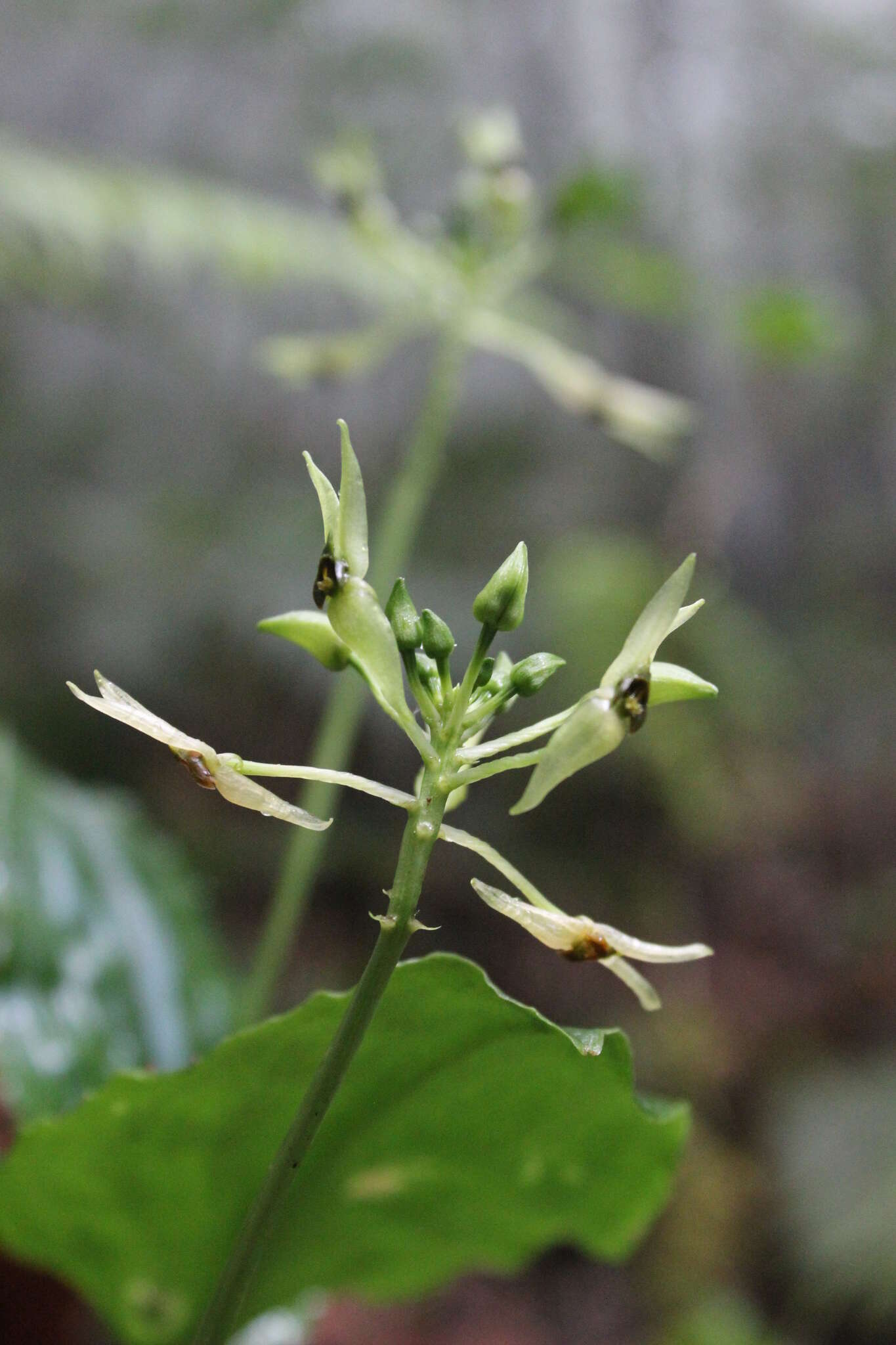 Malaxis excavata (Lindl.) Kuntze的圖片