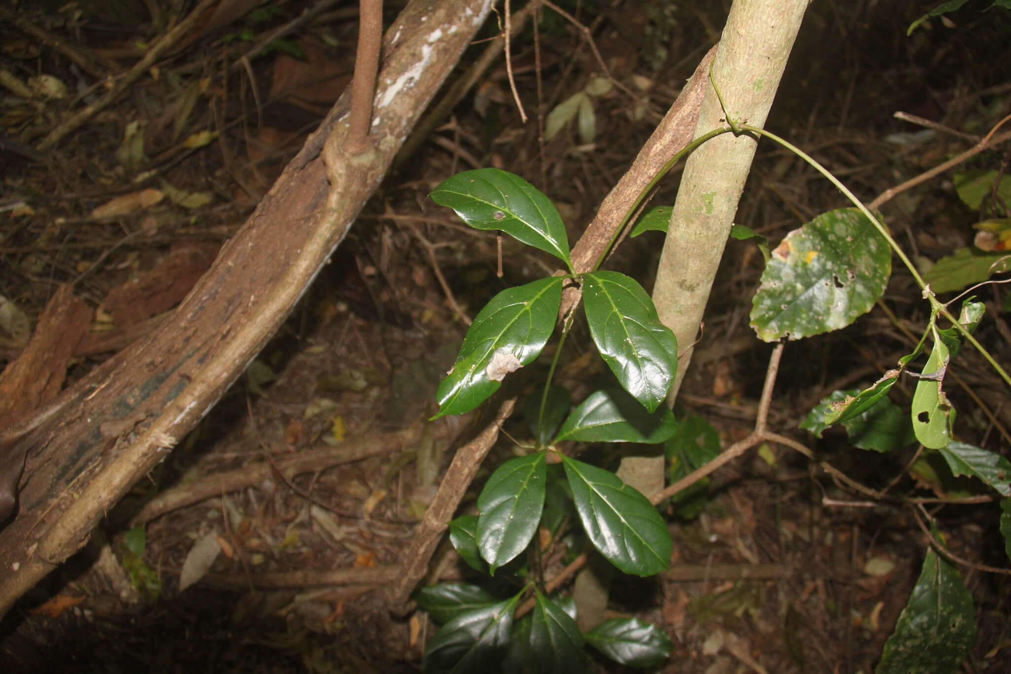 Image of Nothocissus sterculiifolia (F. Müll. ex Benth.) Latiff