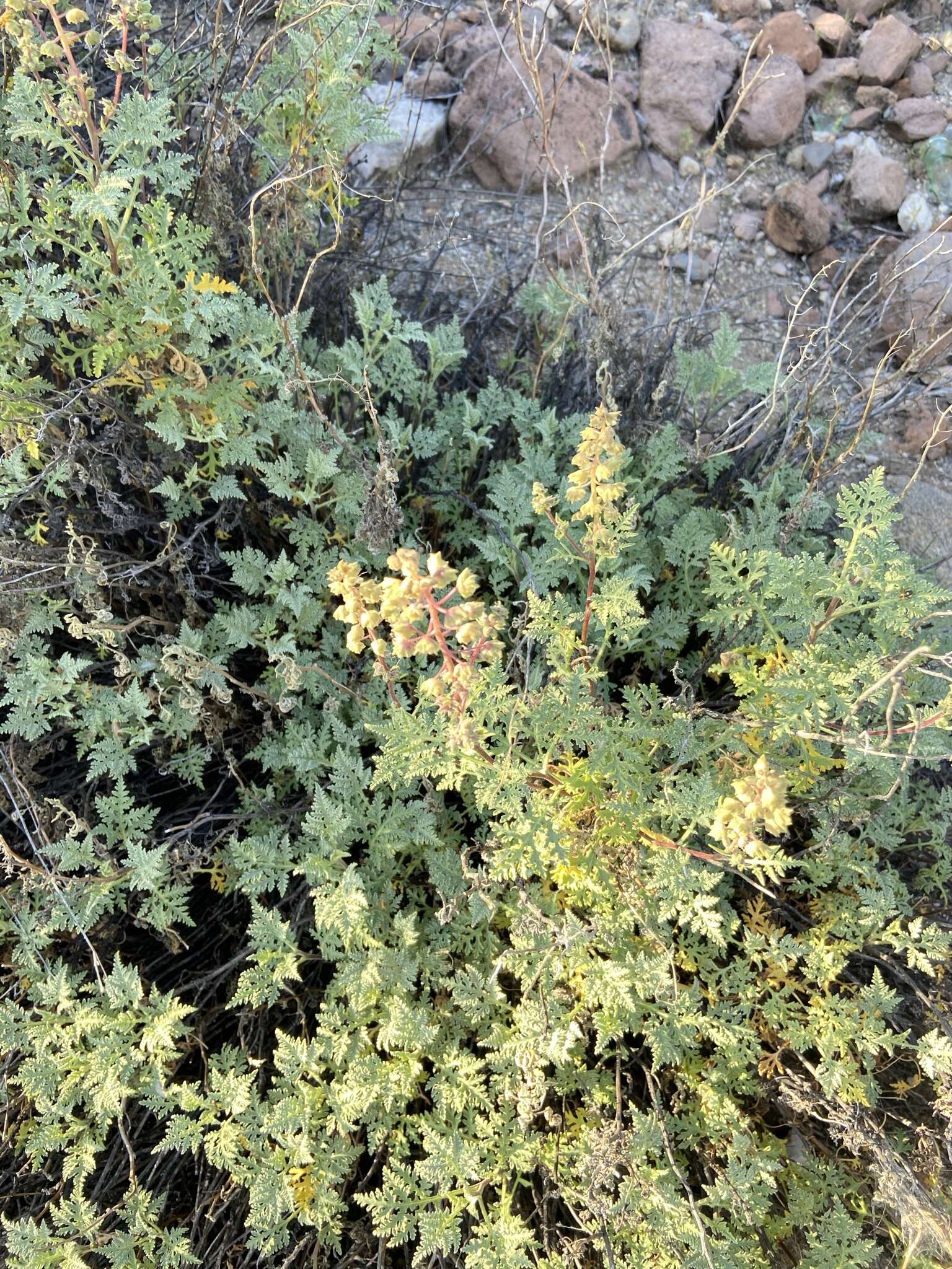 Image of Ambrosia camphorata (Greene) Payne